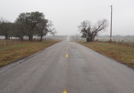 Country Road - trees, country road, fog, road, sky