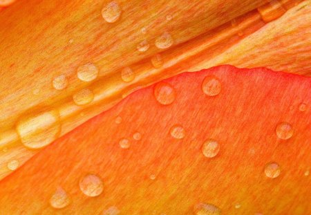 Orange petal - abstract, petal, water, dew, drops, orange, texture, flower