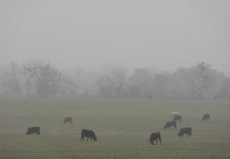 Morning Graze - cows, field, fog, trees, grazing, calf