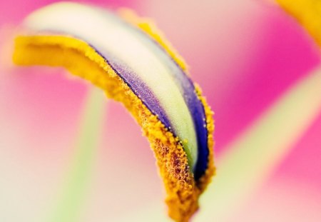 Flower detail - nature, purple, pistil, yellow, pink, detail, flower