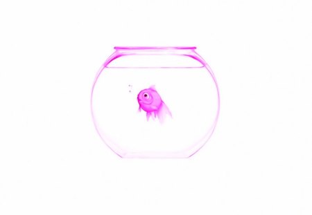 Luna's fish - water, funny, cute, aquarium, fish, pink, glass