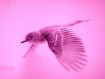 Pink bird