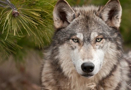 Wolf - wolfrunning, majestic, wolf, canine, snow, dog, pack, mythical, the pack, wisdom beautiful, grey wolf, wild animal black, timber, canis lupus, abstract, winter, spirit, friendship, wolf pack, quotes, howl, howling, wolves, black, grey, white, nature, lobo, lone wolf, arctic, solitude, wallpaper