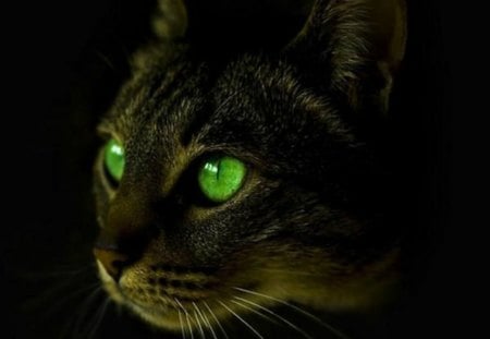 Green eyes - animal, green, eyes, beauty, cat