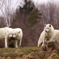 arctic wolf pack