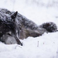 resting wolf