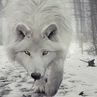 snow wolf