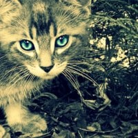 Blue eyes