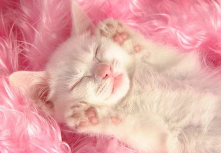 Sweet kitten - pink, sweet, cat, fur, white, animal, sleep, kitten, cute