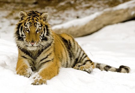 Tiger - big cats, Tiger, snow, desktop, cat, sumatra, animal, angry cat, wallpaper