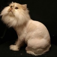 Beautiful Persian cat