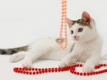 Kitty with beads