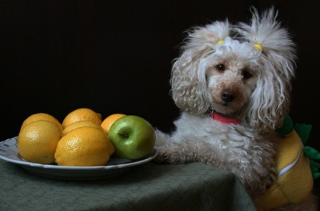 Lovely Poodle - yellow, table, dog, lovely, poodle, animal, green, fruit, cute, apple, lemon