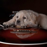 Cute dog and a guitar