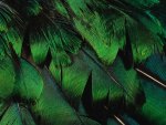 Green feathers