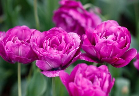 Pink tulips - flower, purple, tulips, pink, spring, nature, green