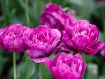 Pink tulips