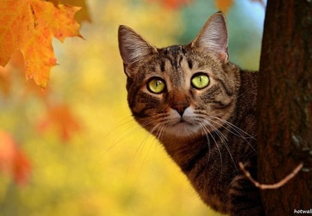 MY NAME IS AUTUMN - autumn, cat, falls, kitty, eyes, leave, nature, green, animal, tree, cute