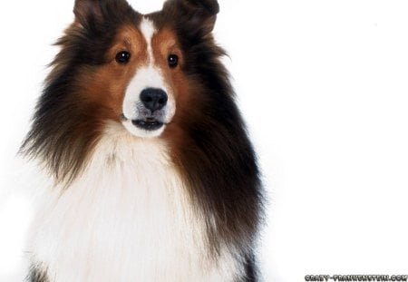 BEAUTIFUL - breed, collie, coat, beautiful