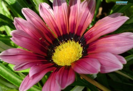 ~Gazania~ - pretty, gazania, nature, spring, flower, petals, pink