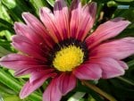 ~Gazania~