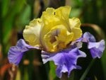 ~Yellow & Purple Iris~