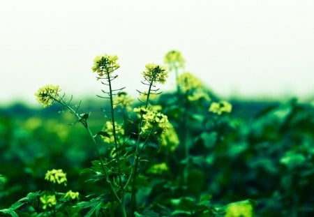 ~Rapeseed Field~