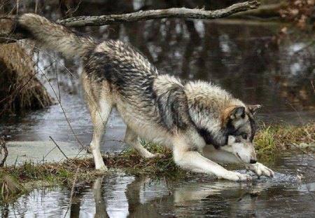 Play Time - wolf, animals, dogs, nature