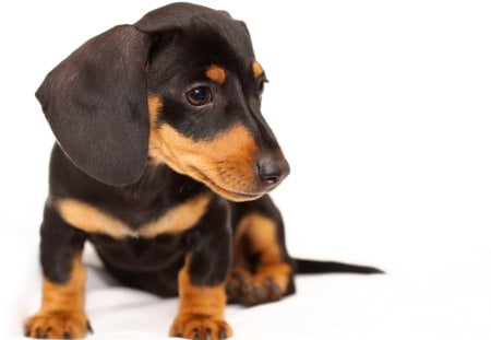 Dachshund puppy