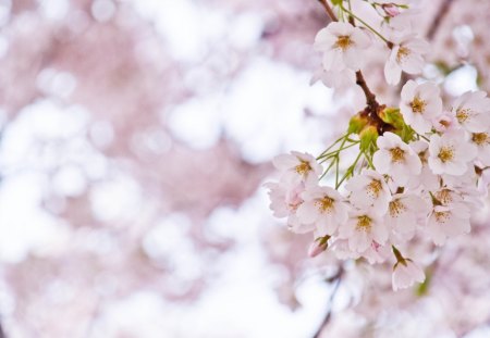 Apple flowers - apple, pink, fruit, flowers, spring