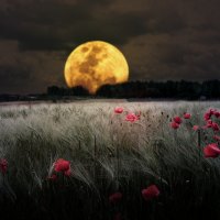 Romantic Moon