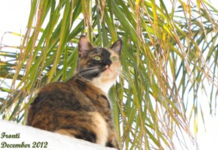 on the roof - view, tropics, cat, calico cat, tri color cat, palm