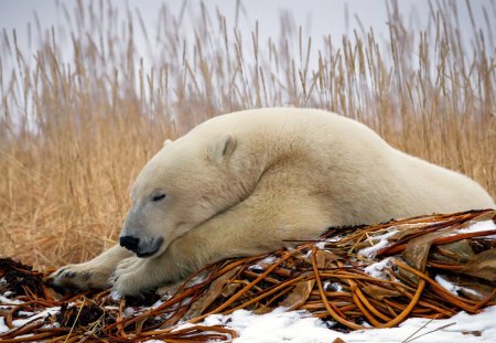 Polar bear - winter, paws, polar, bear