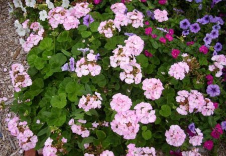 Container Garden - flowers, red, pink, nature