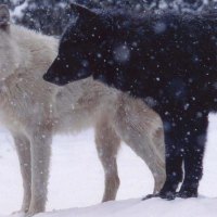 Black and White Beauties