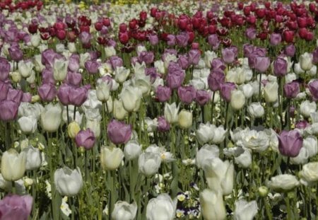 Tulips Field - white, purple, tulips, flowers, field, nature