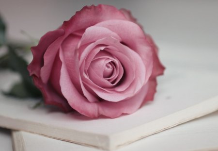 Rose - nature, flowers, rose, pink