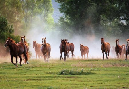 Tabun of running horses - run, grass, horse, animals