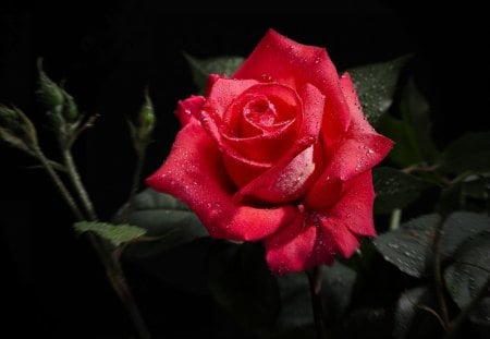 Red Rose - nature, rose, flower, red