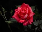 Red Rose