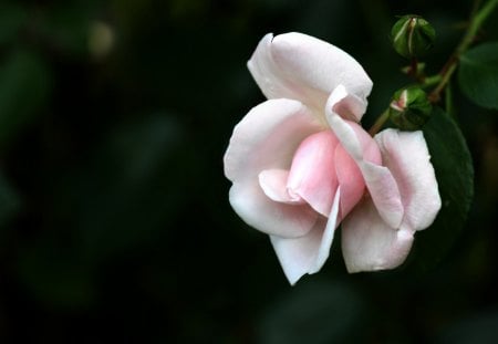 FLower - photograpy, rose, flower, pink