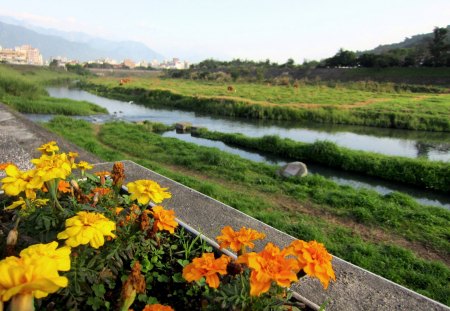 Riverside - cattle, path, grassland, riverside, flower