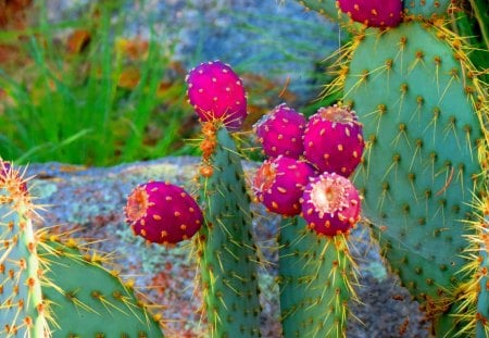 Blooming Cactus - flower, cactus, ehanced, blooming