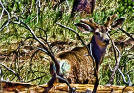 Wild deer - oil, deer, enhanced, wild