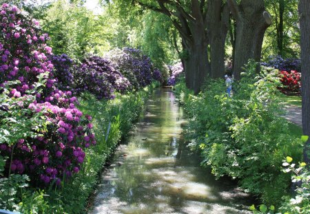 Summer pond - nature, trees, water, flowers, pond