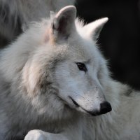 arctic wolve