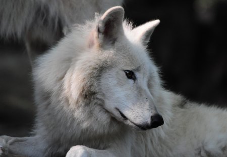 arctic wolve - wolves, wolve, dogs, zoo