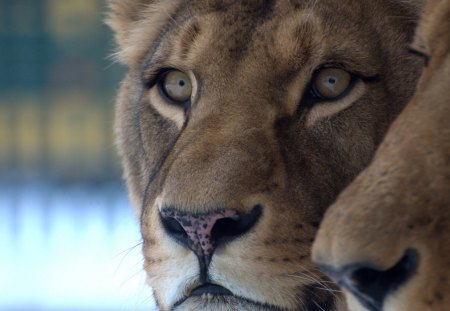 lions - zoo, lion, vienna, loewen