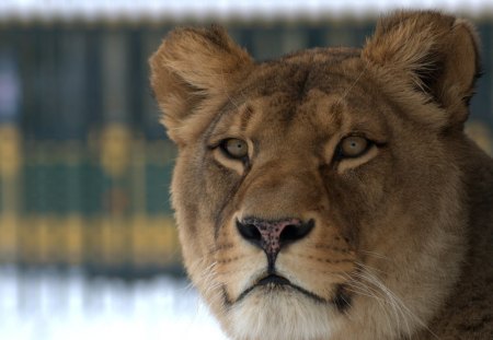 lion - loewe, vienna, lion, zoo