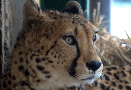 cheetah - cheetah, cats, zoo, gepard